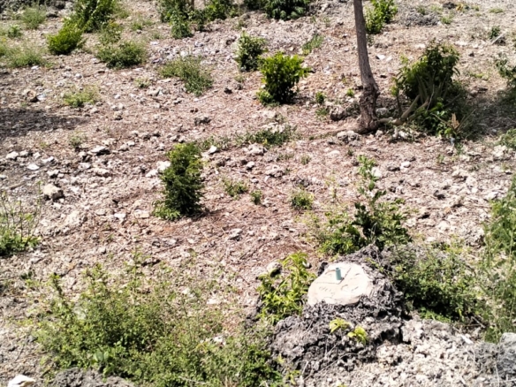 Prime quarter-acre plot for sale behind Watamu Snake Park, ideal for residential or investment development.