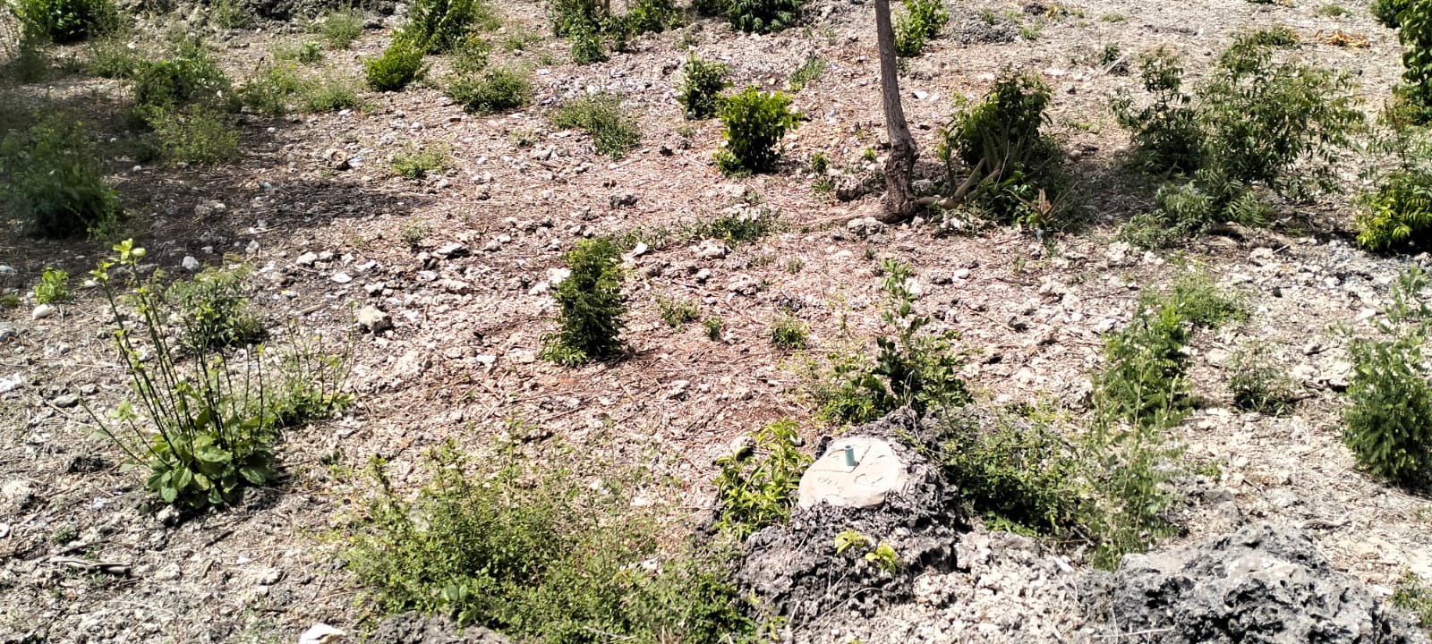 Prime quarter-acre plot for sale behind Watamu Snake Park, ideal for residential or investment development.