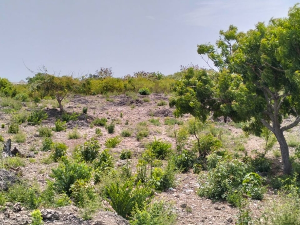 Prime quarter-acre plot for sale behind Watamu Snake Park, ideal for residential or investment development.