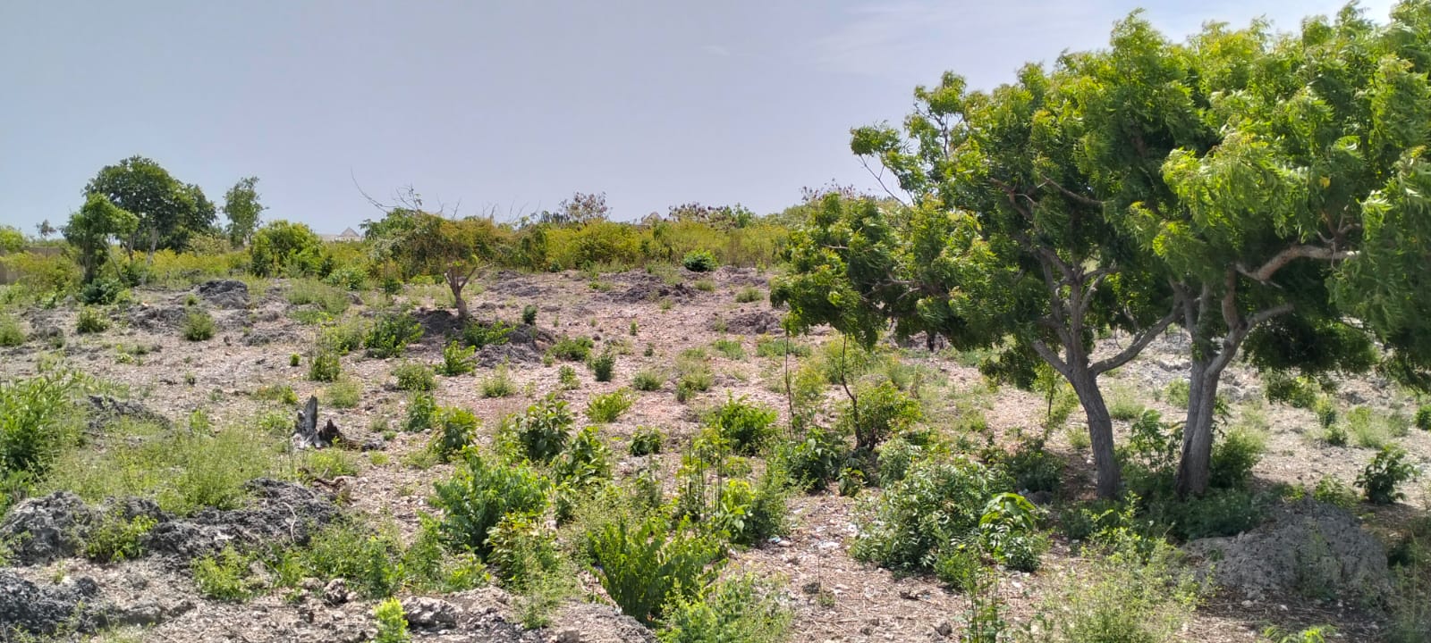 Prime quarter-acre plot for sale behind Watamu Snake Park, ideal for residential or investment development.