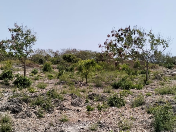 Prime quarter-acre plot for sale behind Watamu Snake Park, ideal for residential or investment development.