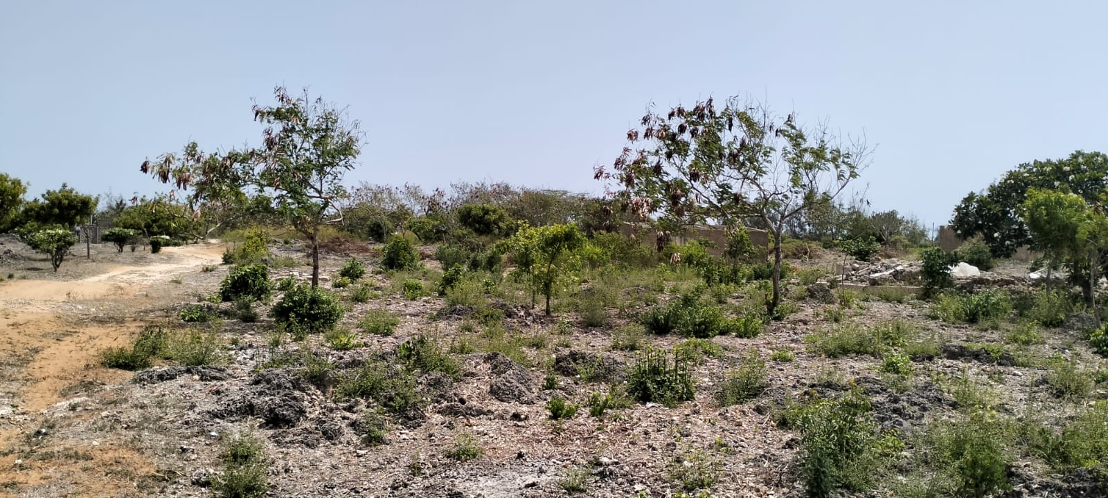 Prime quarter-acre plot for sale behind Watamu Snake Park, ideal for residential or investment development.