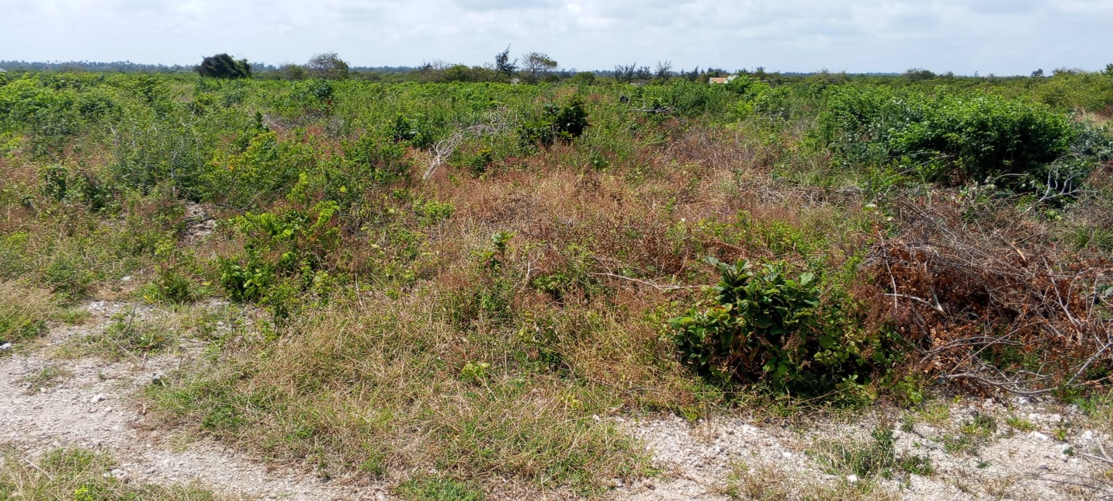 13 Acres for sale in Watamu, Jacaranda