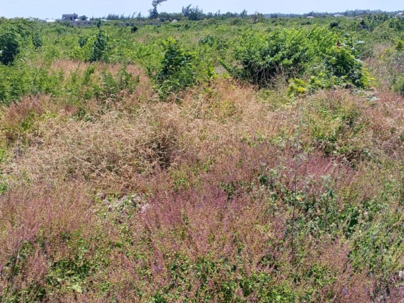 13 Acres for sale in Watamu, Jacaranda