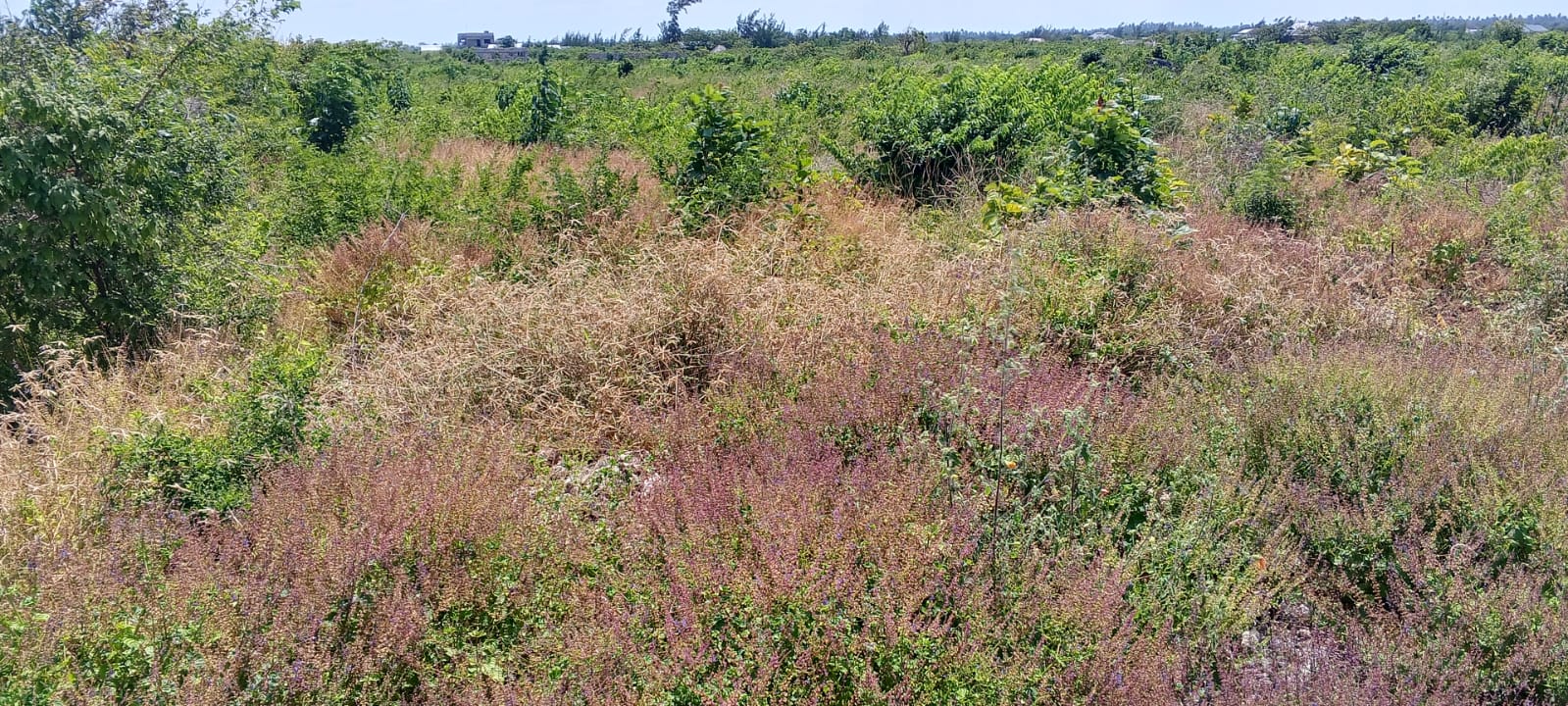 13 Acres for sale in Watamu, Jacaranda