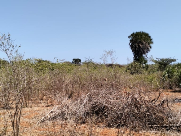 2.3-acre agricultural land for sale in Ngozini, Suyu with fertile red soil, all-weather road access, and electricity nearby, ideal for farming and investment.