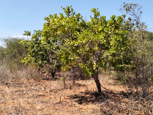 2.3-acre agricultural land for sale in Ngozini, Suyu with fertile red soil, all-weather road access, and electricity nearby, ideal for farming and investment.