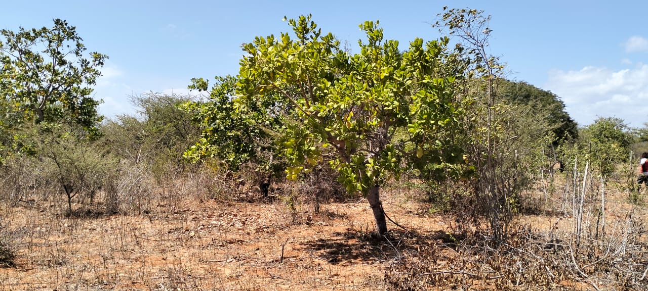 2.3-acre agricultural land for sale in Ngozini, Suyu with fertile red soil, all-weather road access, and electricity nearby, ideal for farming and investment.