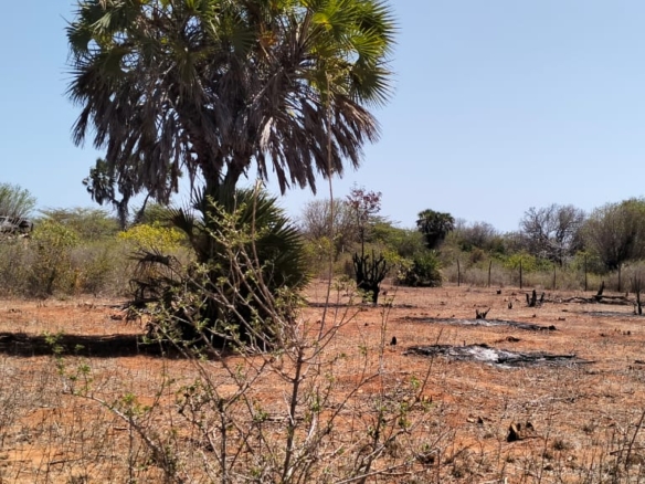 2.3-acre agricultural land for sale in Ngozini, Suyu with fertile red soil, all-weather road access, and electricity nearby, ideal for farming and investment.