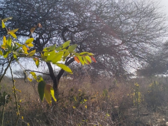 3-acre mangrove-front land for sale on Manda Island, Lamu – premium coastal investment property.