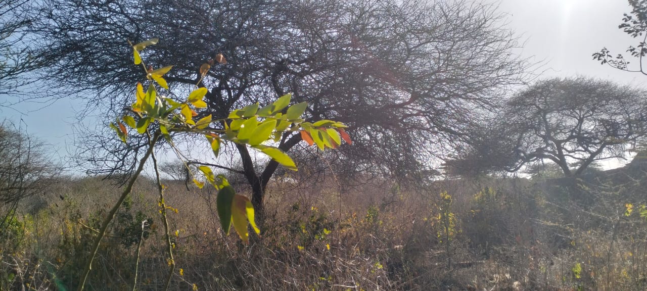 3-acre mangrove-front land for sale on Manda Island, Lamu – premium coastal investment property.