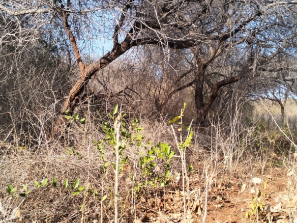 3-acre mangrove-front land for sale on Manda Island, Lamu – premium coastal investment property.