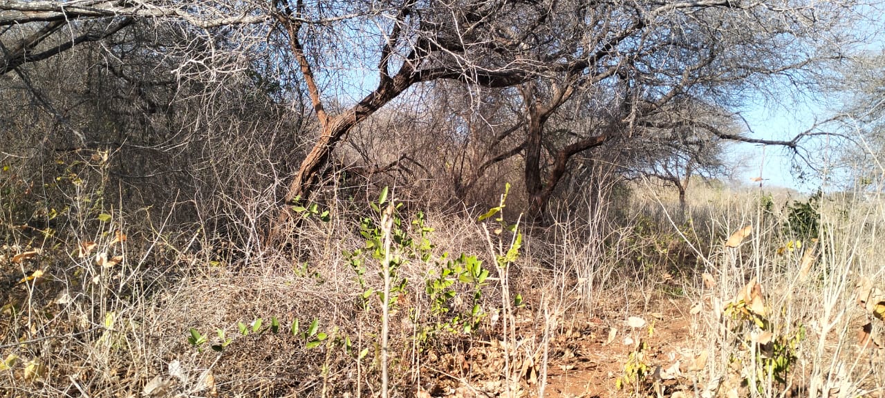 3-acre mangrove-front land for sale on Manda Island, Lamu – premium coastal investment property.