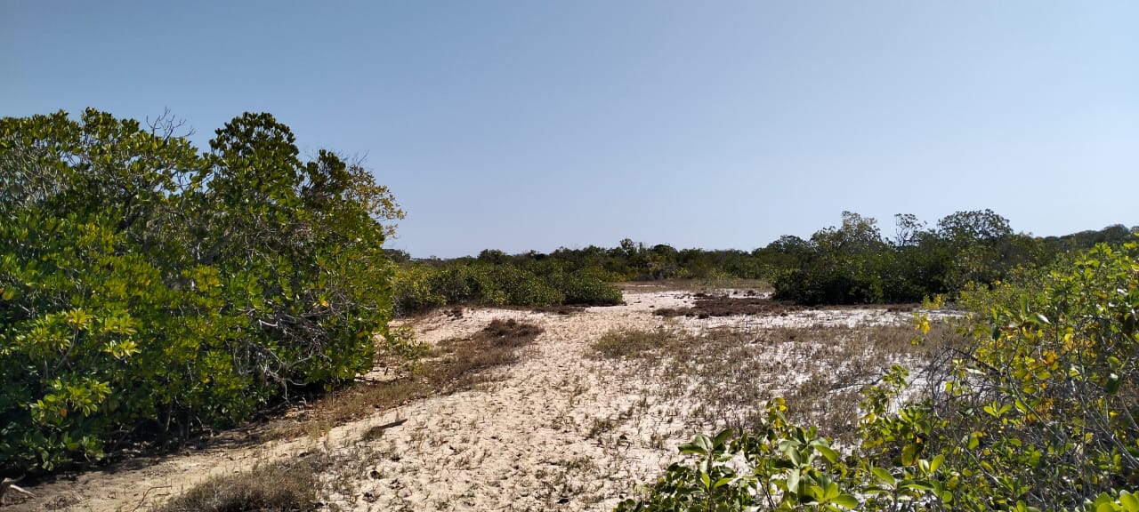 Coastal land parcels ranging from 2.2 to 3.7 acres for sale on Pate Island, Lamu at KES 1.7M per acre.