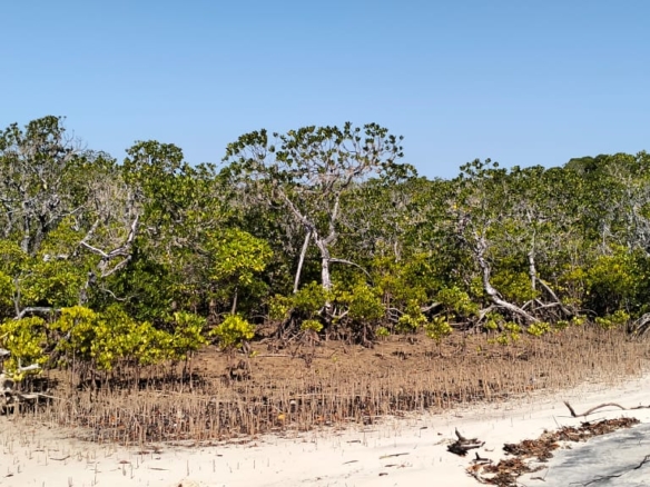 Coastal land parcels ranging from 2.2 to 3.7 acres for sale on Pate Island, Lamu at KES 1.7M per acre.