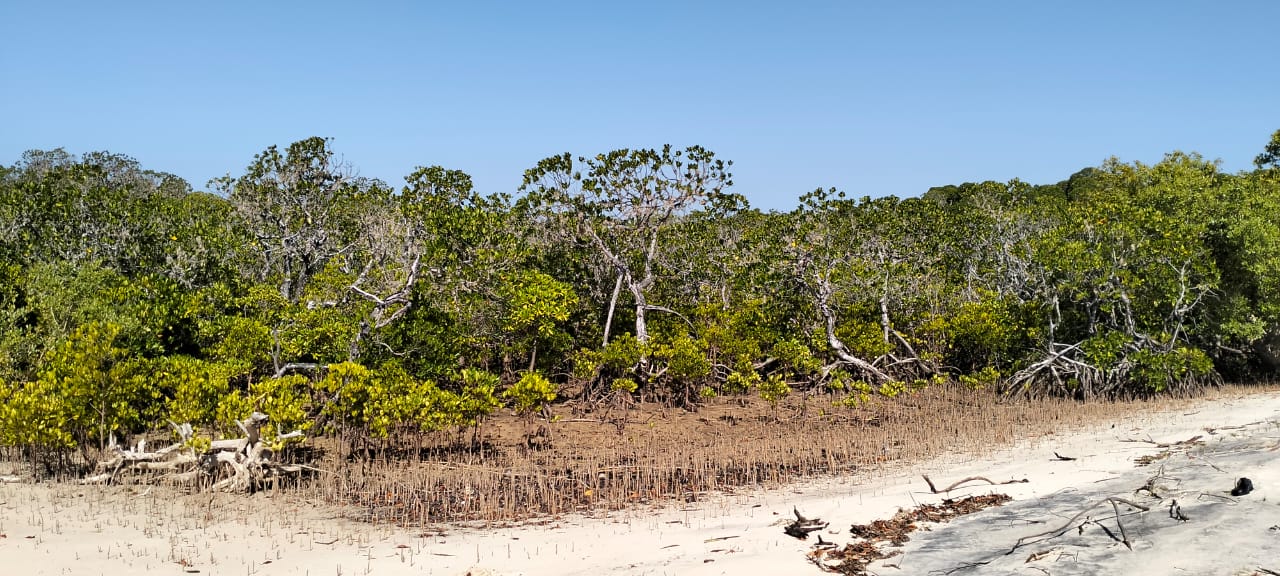 Coastal land parcels ranging from 2.2 to 3.7 acres for sale on Pate Island, Lamu at KES 1.7M per acre.