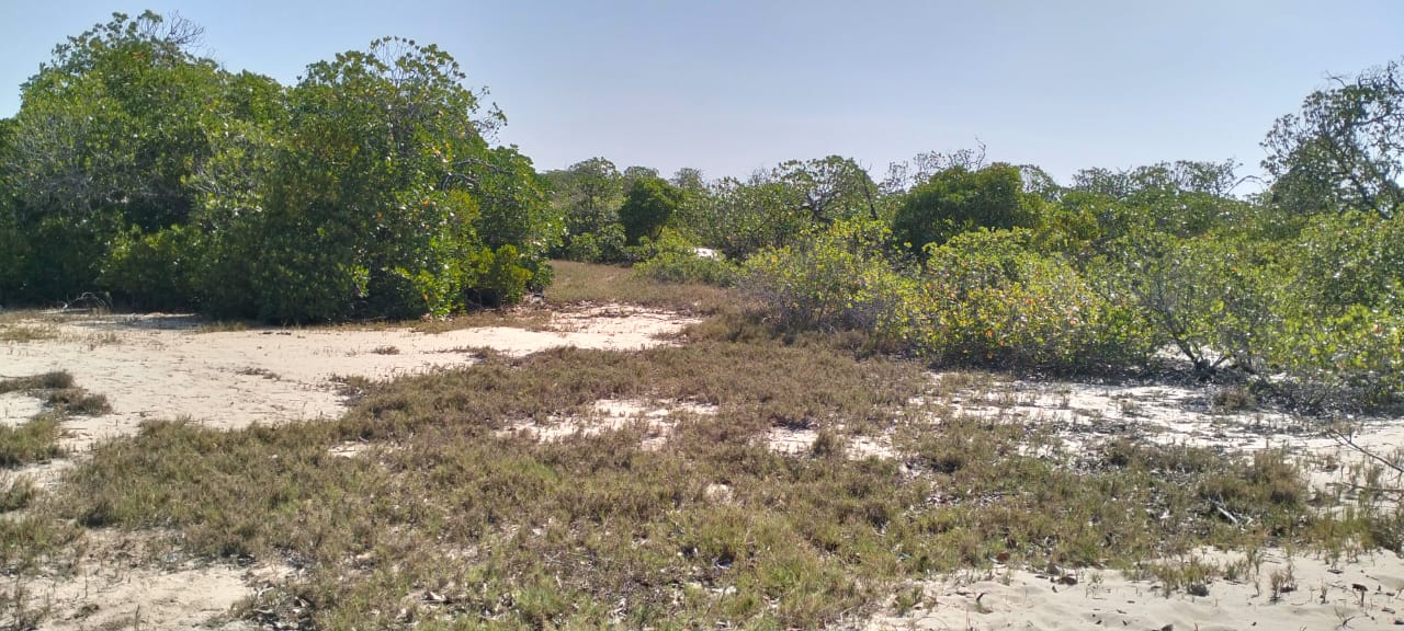 Coastal land parcels ranging from 2.2 to 3.7 acres for sale on Pate Island, Lamu at KES 1.7M per acre.