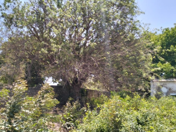 0.4-acre walled plot for sale in Lamu Town suitable for residential, hotel, or commercial development.