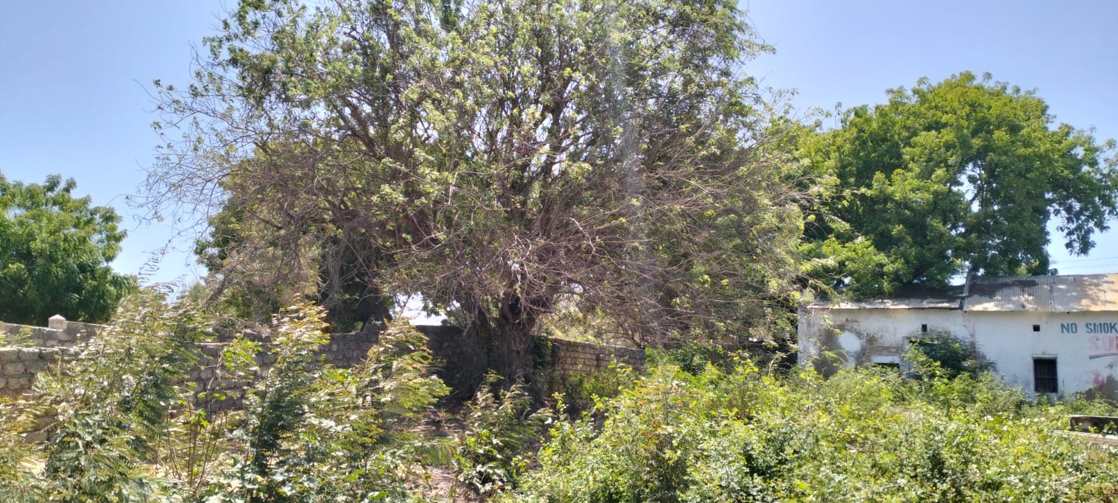 0.4-acre walled plot for sale in Lamu Town suitable for residential, hotel, or commercial development.