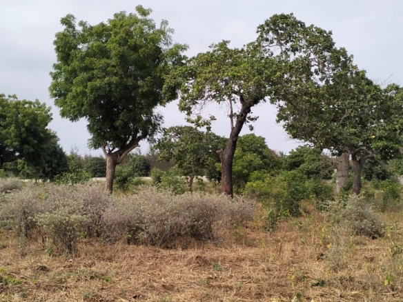 One-acre freehold plots for sale in Kizingo, watamu with red soil, flat land, and on-site utilities.