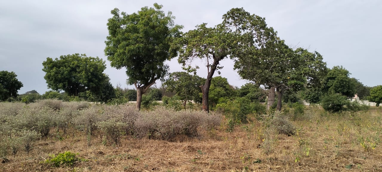 One-acre freehold plots for sale in Kizingo, watamu with red soil, flat land, and on-site utilities.
