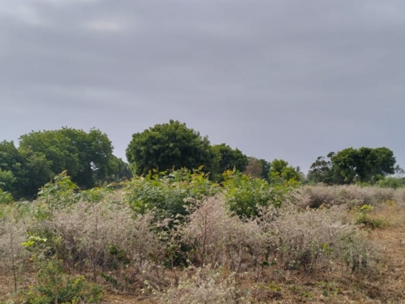 One-acre freehold plots for sale in Kizingo, watamu with red soil, flat land, and on-site utilities.