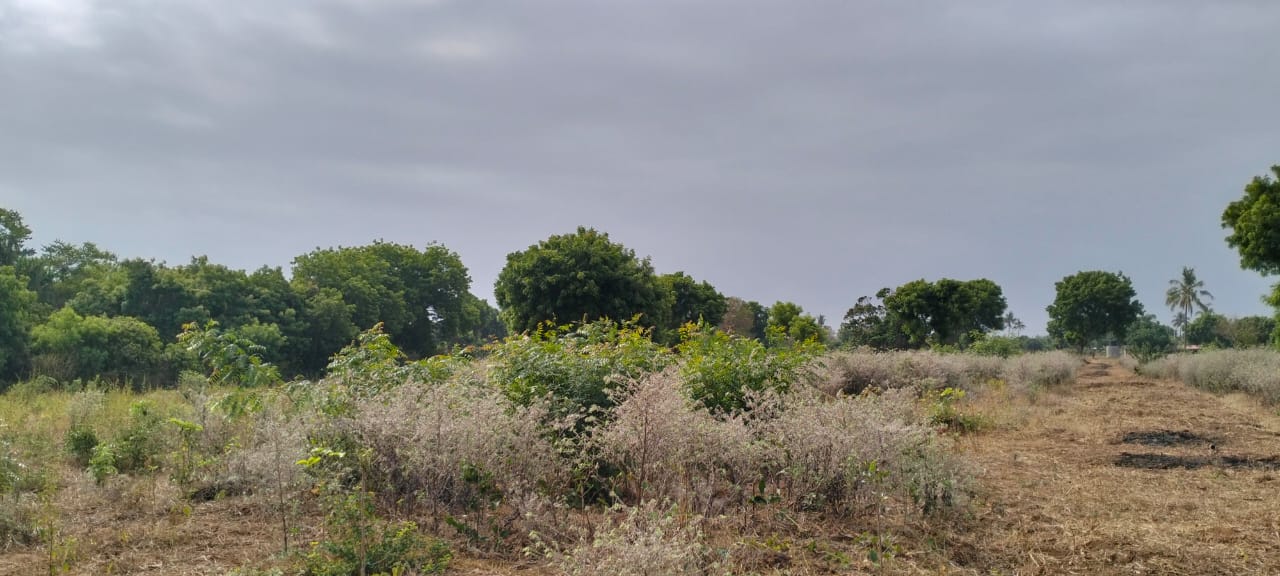 One-acre freehold plots for sale in Kizingo, watamu with red soil, flat land, and on-site utilities.
