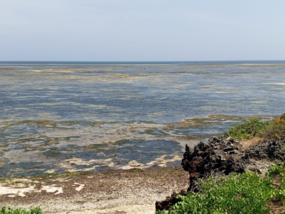 One-acre oceanfront cliff land for sale in Watamu featuring panoramic Indian Ocean views, prime location, and luxury development potential.