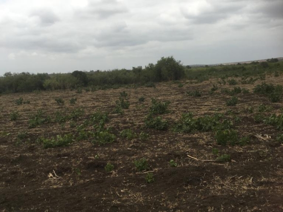 5 Acres for sale in Marereni