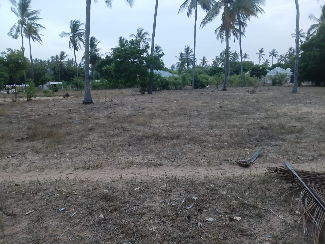 1-acre flat land for sale in Dabaso Watamu with coconut trees near creek view, ideal for residential or hospitality development.