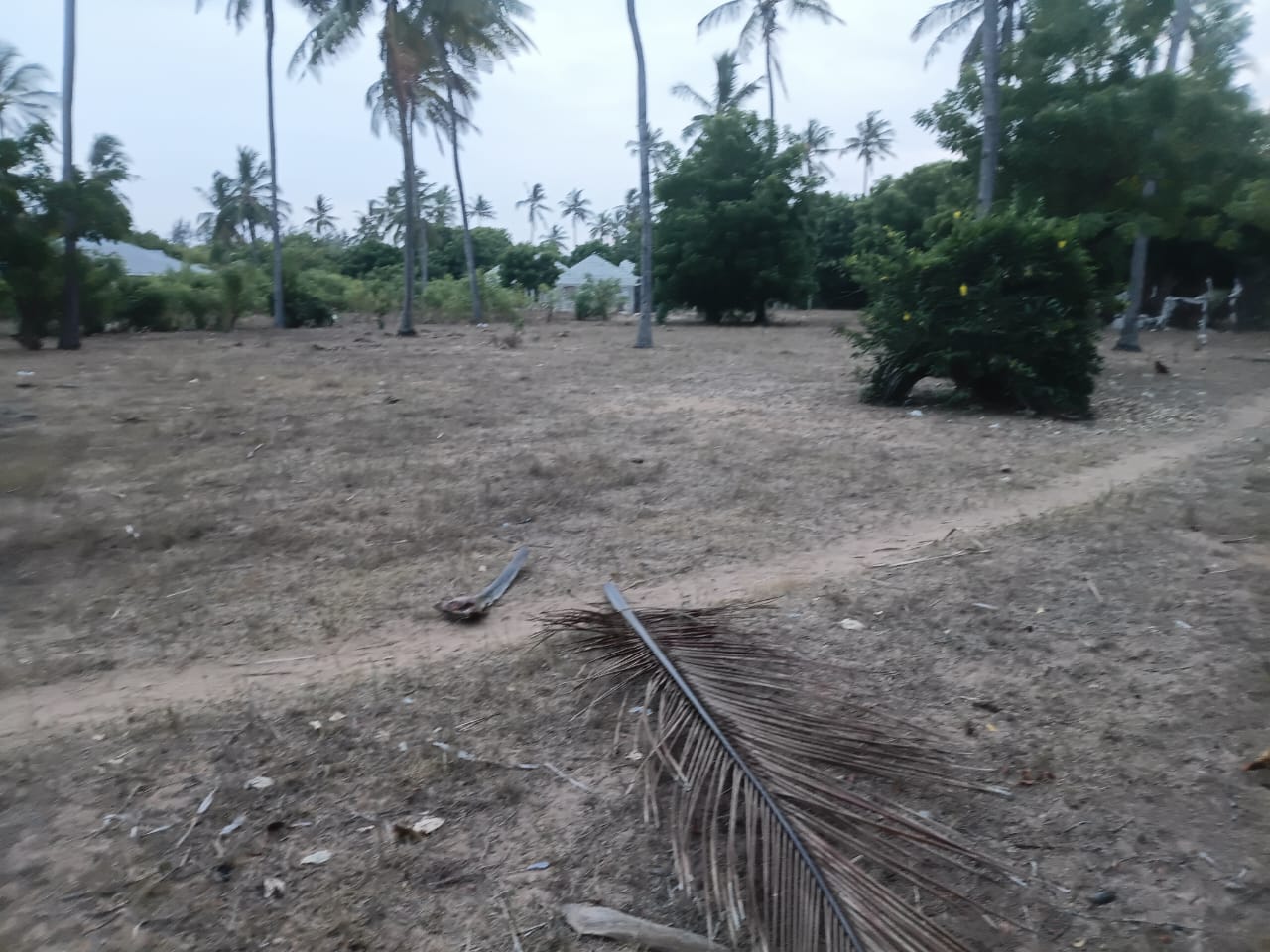 1-acre flat land for sale in Dabaso Watamu with coconut trees near creek view, ideal for residential or hospitality development.