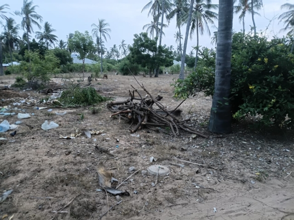 1-acre flat land for sale in Dabaso Watamu with coconut trees near creek view, ideal for residential or hospitality development.