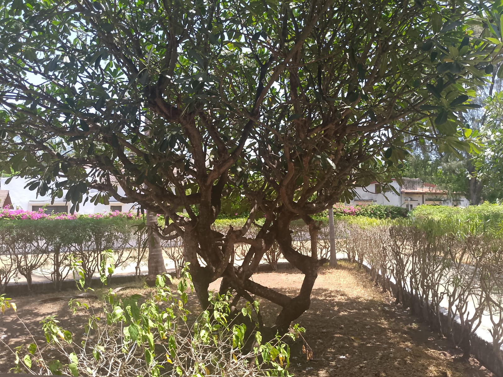 2-bedroom apartment for sale at Bubbles Residence in Casuarina featuring a swimming pool, gym, gated community security, and easy beach access.