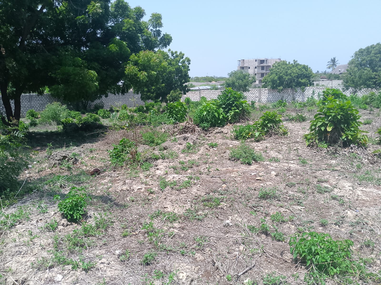 Prime 1-acre land for sale in Watamu near Pitch and Putt Golf, walled on three sides with easy access to Jacaranda Road and amenities.