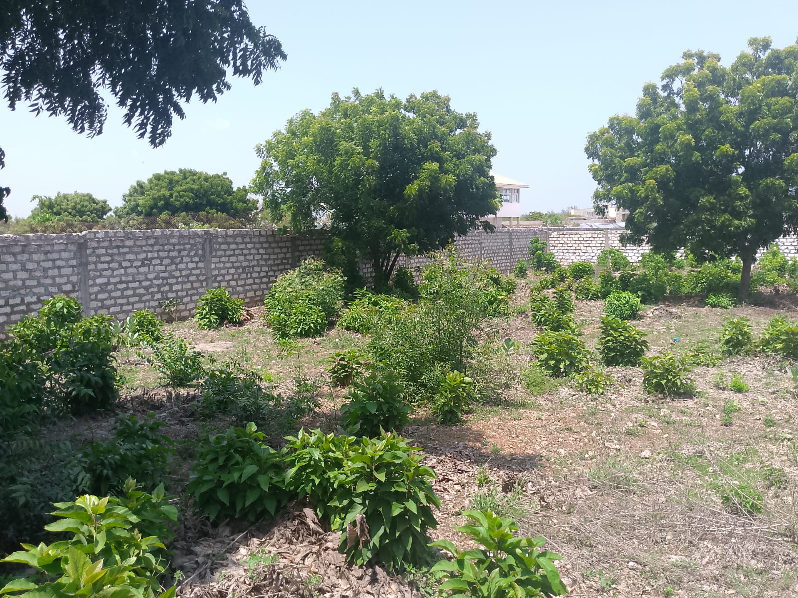 Prime 1-acre land for sale in Watamu near Pitch and Putt Golf, walled on three sides with easy access to Jacaranda Road and amenities.