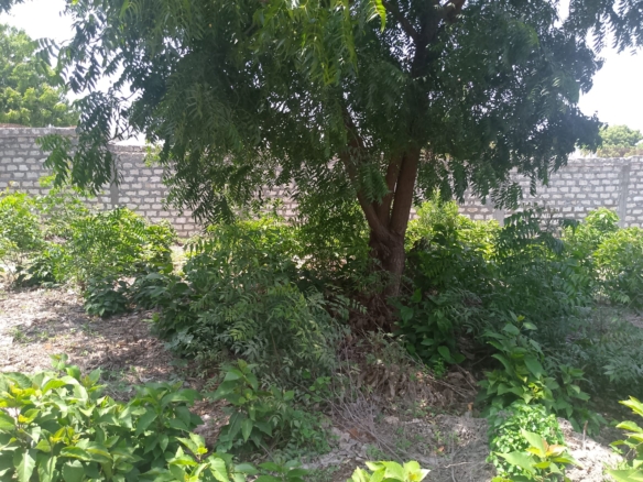 Prime 1-acre land for sale in Watamu near Pitch and Putt Golf, walled on three sides with easy access to Jacaranda Road and amenities.