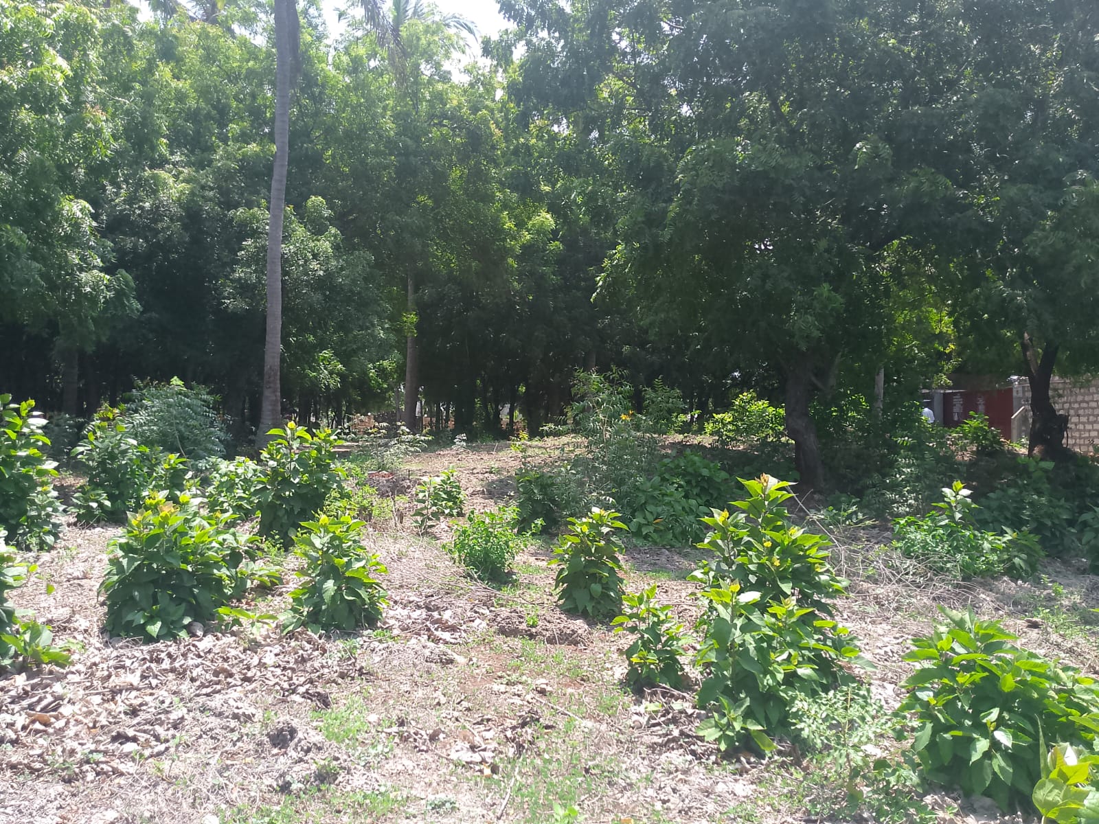 Prime 1-acre land for sale in Watamu near Pitch and Putt Golf, walled on three sides with easy access to Jacaranda Road and amenities.