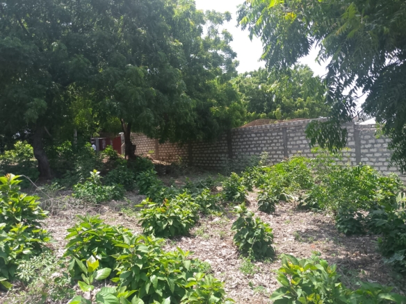 Prime 1-acre land for sale in Watamu near Pitch and Putt Golf, walled on three sides with easy access to Jacaranda Road and amenities.