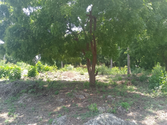 Prime 1-acre land for sale in Watamu near Pitch and Putt Golf, walled on three sides with easy access to Jacaranda Road and amenities.