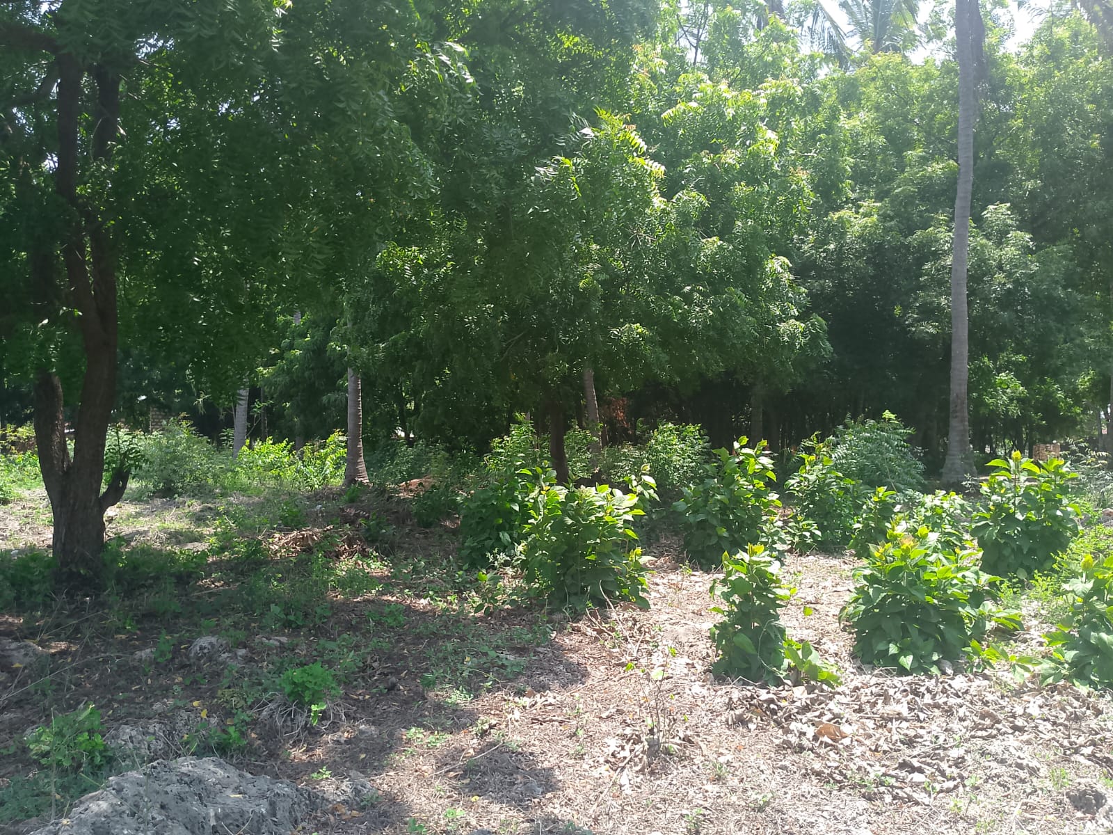 Prime 1-acre land for sale in Watamu near Pitch and Putt Golf, walled on three sides with easy access to Jacaranda Road and amenities.