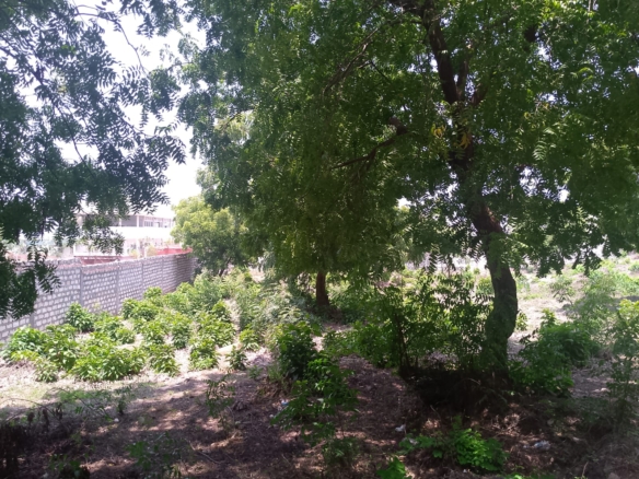 Prime 1-acre land for sale in Watamu near Pitch and Putt Golf, walled on three sides with easy access to Jacaranda Road and amenities.