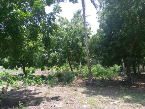 Prime 1-acre land for sale in Watamu near Pitch and Putt Golf, walled on three sides with easy access to Jacaranda Road and amenities.
