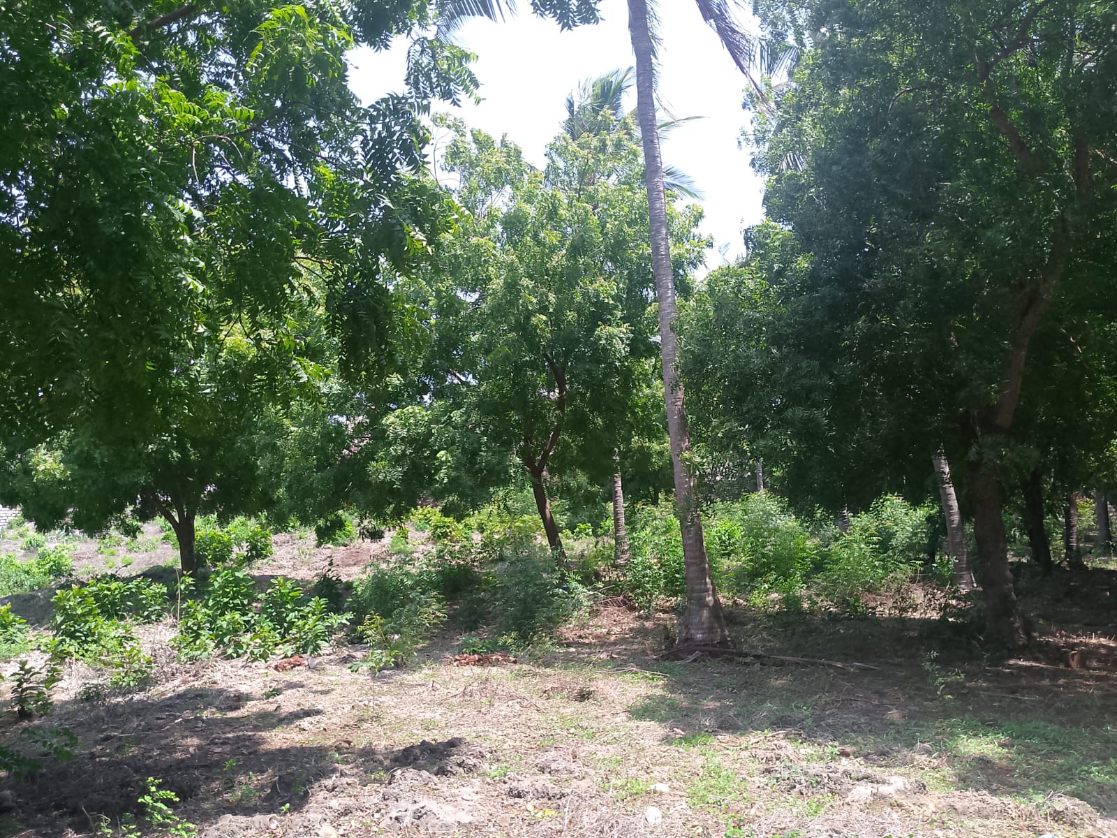 Prime 1-acre land for sale in Watamu near Pitch and Putt Golf, walled on three sides with easy access to Jacaranda Road and amenities.