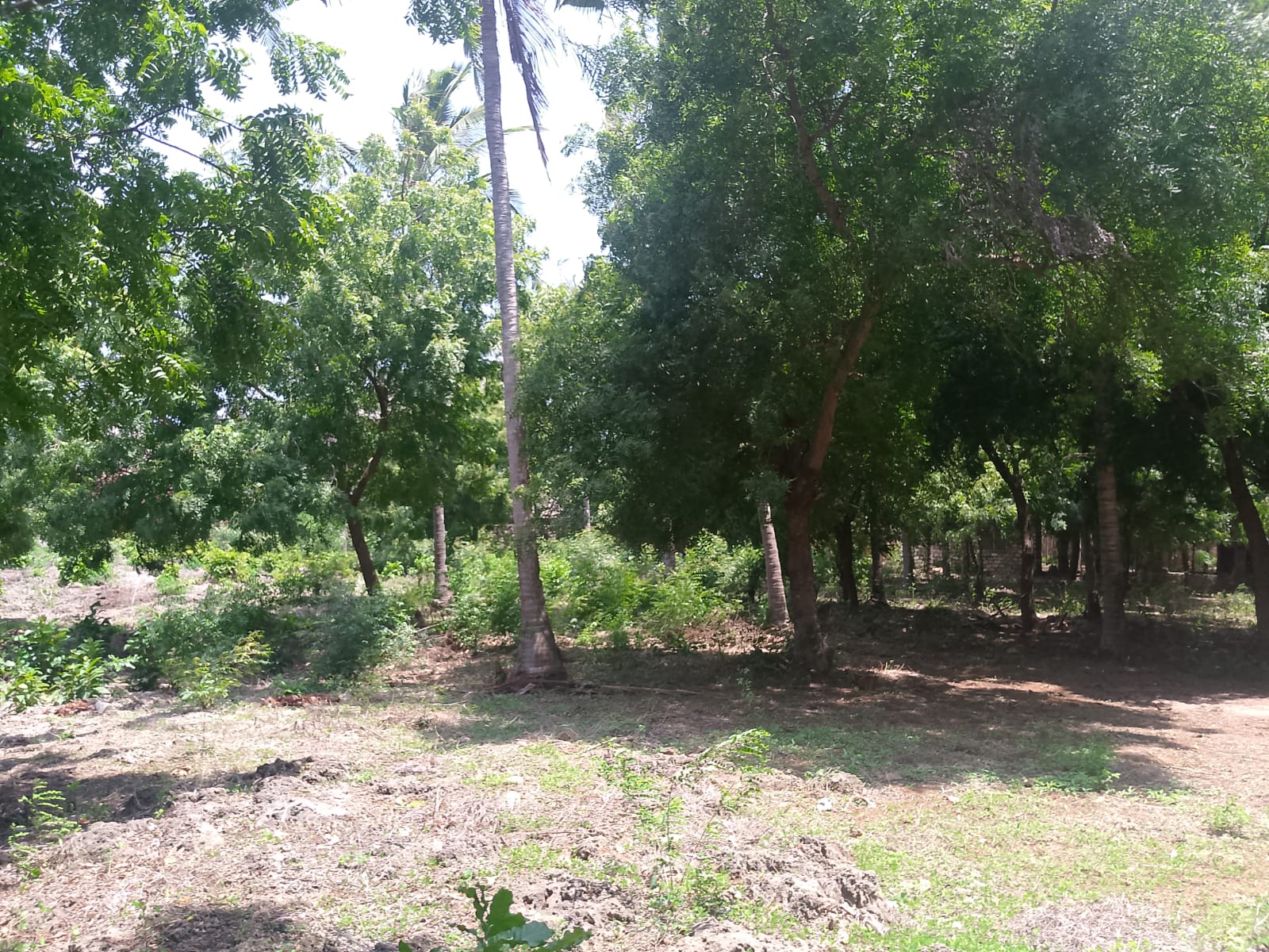 Prime 1-acre land for sale in Watamu near Pitch and Putt Golf, walled on three sides with easy access to Jacaranda Road and amenities.