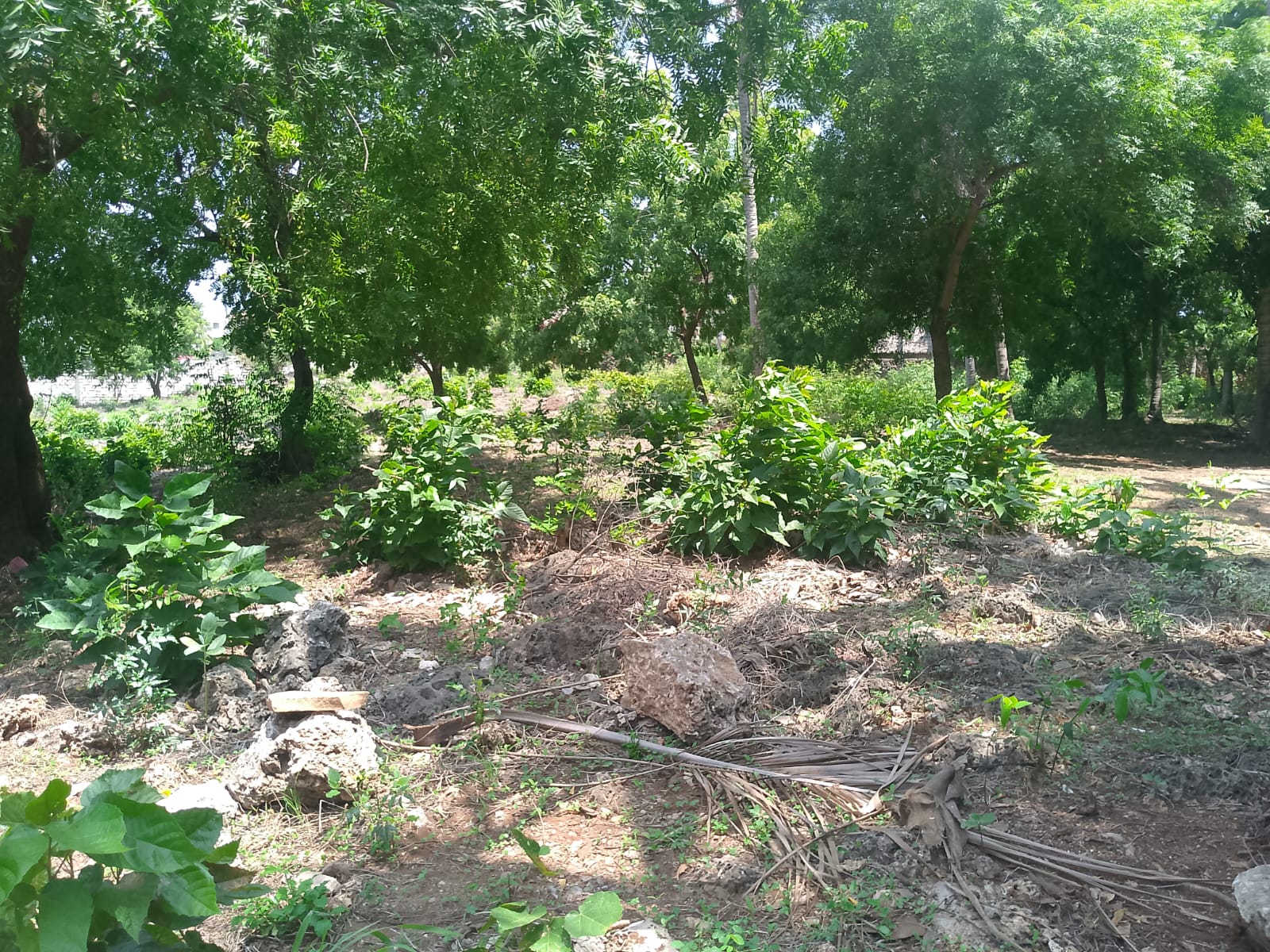 Prime 1-acre land for sale in Watamu near Pitch and Putt Golf, walled on three sides with easy access to Jacaranda Road and amenities.