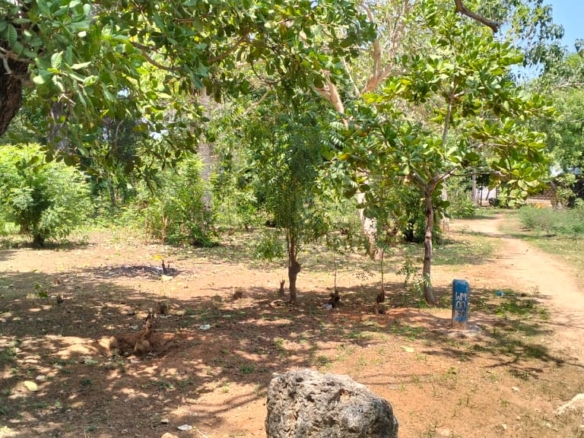 50x100 plot for sale near Gede on Watamu Road with road frontage, mother title available, and high investment potential in a fast-growing area.