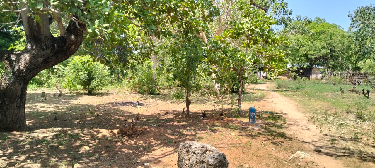 50x100 plot for sale near Gede on Watamu Road with road frontage, mother title available, and high investment potential in a fast-growing area.