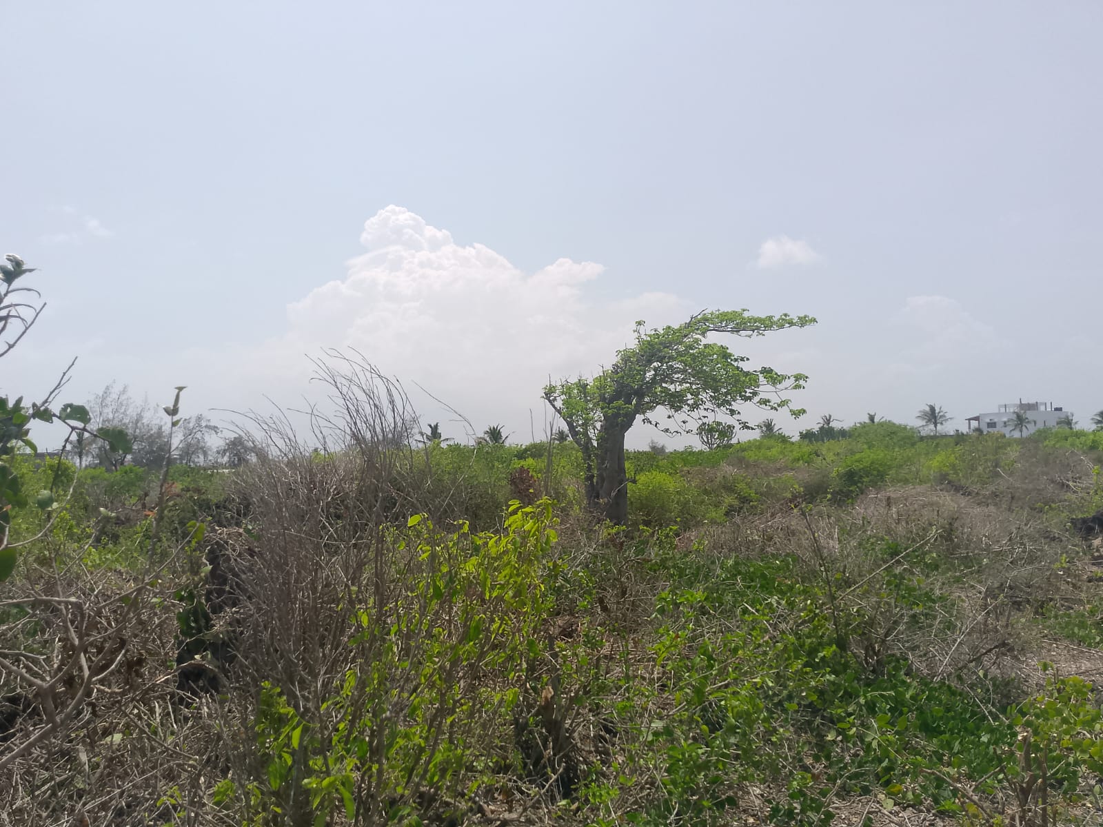 Prime 2-acre second-row plot for sale in Watamu near Lonno Lodge and Mawe Zuri with beach access and Jacaranda Road frontage.