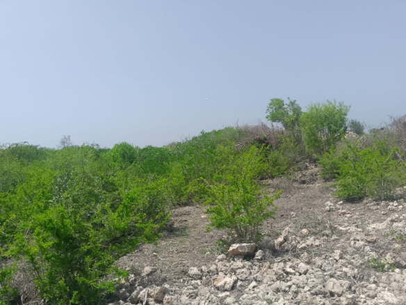 Prime 2-acre second-row plot for sale in Watamu near Lonno Lodge and Mawe Zuri with beach access and Jacaranda Road frontage.