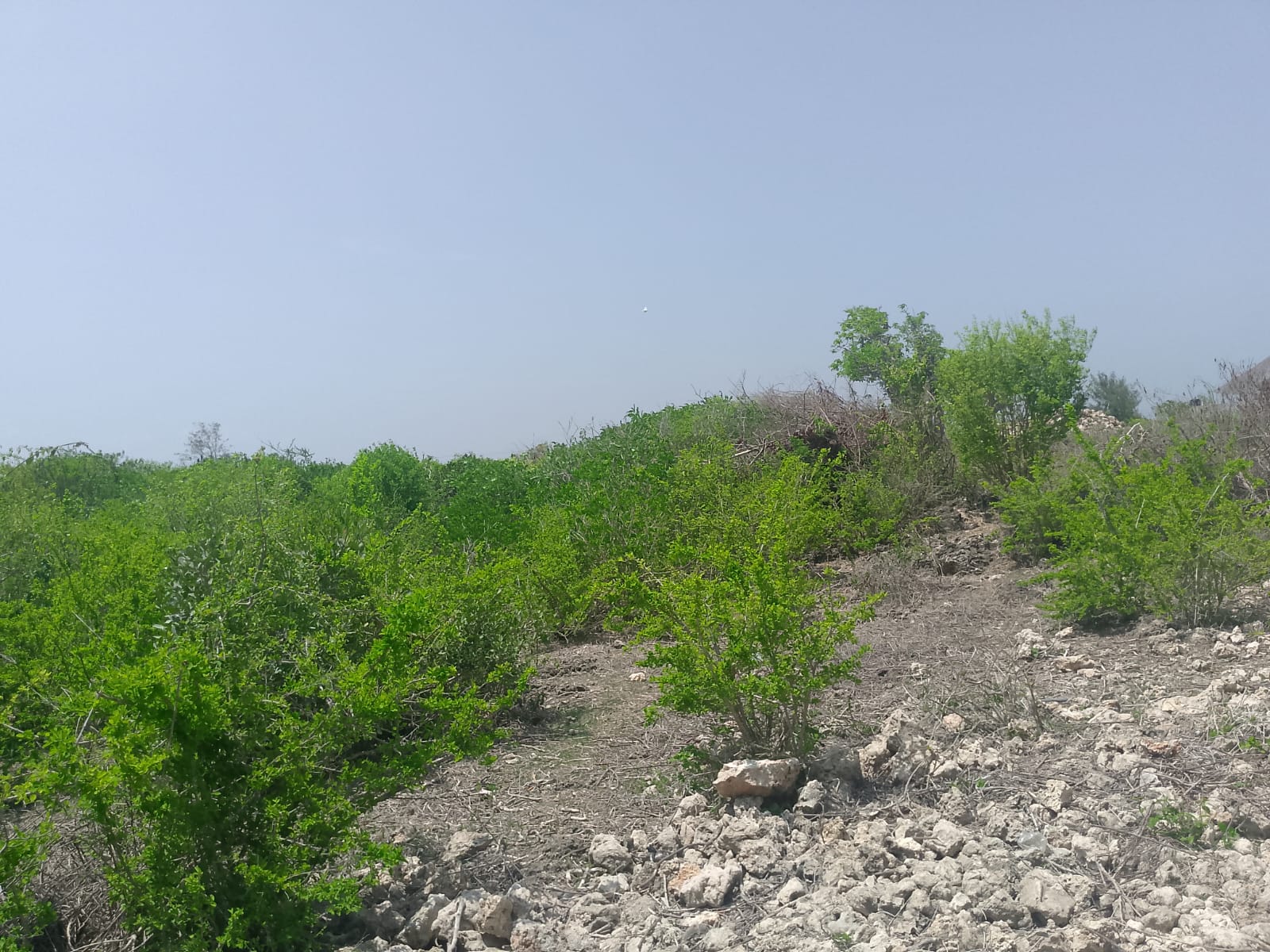 Prime 2-acre second-row plot for sale in Watamu near Lonno Lodge and Mawe Zuri with beach access and Jacaranda Road frontage.